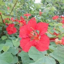 Image result for Bauhinia galpinii
