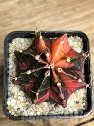 Image result for Ferraria glutinosa