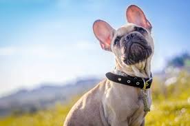 This breed has its origin in the british islands where it was originally used in an extremely cruel, and now banned, sport called bull baiting. The 116 Most Popular French Bulldog Names Of 2020