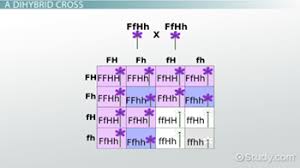 Get free dihybrid cross practice worksheet answers now and use dihybrid cross practice worksheet answers immediately to get % off or $ off or free shipping. Dihybrid Cross Definition Example Video Lesson Transcript Study Com
