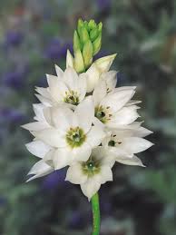 Image result for Ornithogalum seineri