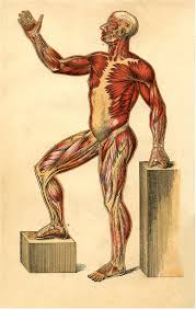 Posted in anatomy | tagged male, male anatomy, male anatomy diagram, male chart male anatomy chart. Anatomy Muscle Man Image The Graphics Fairy