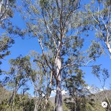 Image result for Eucalyptus tereticornis