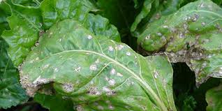 Check spelling or type a new query. Sugar Beet Diseases