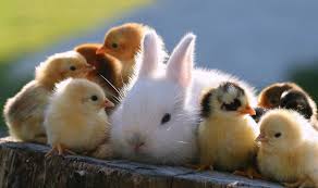 Free Download Baby Animal Wallpaper Hd Images One Hd Wallpaper Pictures 1824x1080 For Your Desktop Mobile Tablet Explore 26 Cutest Animal Ever Wallpapers Cutest Animal Ever Wallpapers Cutest Wallpaper