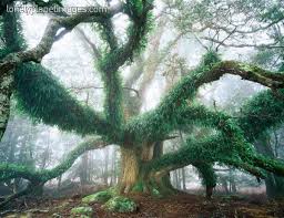 Largest Known Myrtle Tree In The World Ringarooma Tasmania Australia Tasmania Travel Tasmania Road Trip Myrtle Tree