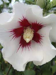 Check spelling or type a new query. Mauve En Arbre Shintaeyang Hibiscus Syriacus Shintaeyang Le Jardin Du Pic Vert