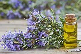 Essential oils are aromatic, concentrated plant extracts that. Which Essential Oil Do You Need Quiz Quizony Com