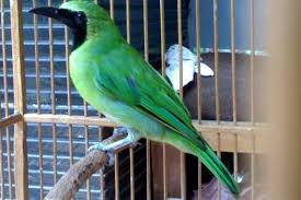 Kicau burung cendet juara nasional. 5 Ciri Burung Cucak Ijo Banyuwangi Asli Burung Gacor Yang Langka Biar Nggak Ditipu Penjual Portal Jember