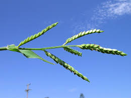 Image result for Urochloa panicoides