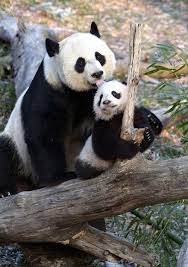 Pandas Panda Cute Panda Giant Panda