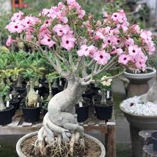Image result for Adenium swazicum