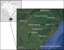 Image result for Eragrostis plana