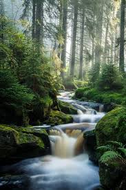 Misty Morning Forest Creek Tree Landscape Nature Waterfall Beautiful Landscapes Beautiful Nature Forest Waterfall
