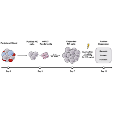 What do high or low levels mean and is there anything you can do? A Genetically Engineered Primary Human Natural Killer Cell Platform For Cancer Immunotherapy Molecular Therapy