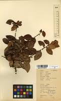 Image result for Gymnosporia buchananii
