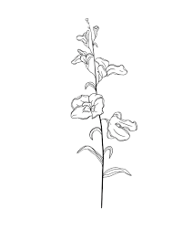 Maybe you would like to learn more about one of these? Birth Month Flowers Sweet Pea April In 2020 Birth Flower Tattoos Birth Month Flowers Artsy Tattoos