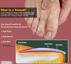 Dry them before putting on socks and shoes. What Is A Toenail Why Does It Stop Growing