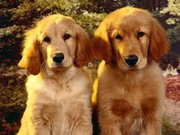 Golden Retrievers In Movies Aol Image Search Results Retriever Puppy Dogs Golden Retriever Golden Retriever