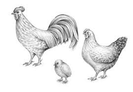 Kumpulan gambar hitam putih bw untuk diwarnai. Cara Menggambar Seekor Anak Ayam Dan Seekor Ayam Jantan