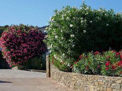 Oleander schneiden, überwintern und vermehren. Den Oleander Schneiden Expertentipps Fur Den Oleanderschnitt
