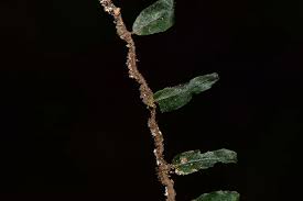 Image result for Didymoglossum