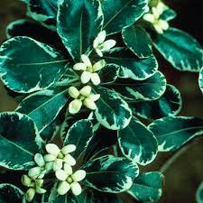 We did not find results for: Variegated Japanese Mock Orange Variegatum Pittosporum Tobira My Garden Life
