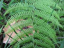 Image result for Athyrium lewalleanum