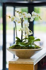 Orchids In Large Ceramic Deskbowl On Office Reception Bath Avon Orchids Orchid Flower Arrangements Beautiful Orchids