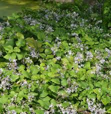 Эти клематисы получится вырастить каждому! Staudenclematis Praecox Clematis Jouiniana Kaufland De