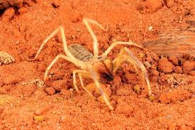 For now they will stay in this classification but future research may. Camel Spider National Geographic