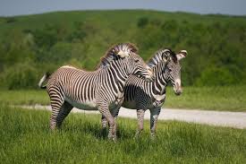 Image result for Vepris gerrardii