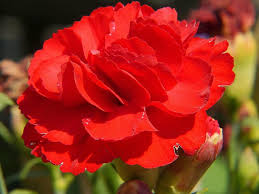 Yes, but only new customers can get the. State Flowers With Pictures Descriptions Flower Glossary