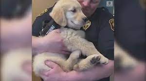 Because they combine exceptional intelligence with an eagerness to please, golden retriever puppies are relatively easy to train. Pittsburgh Police Welcome Golden Retriever Puppy To Force Video Abc News