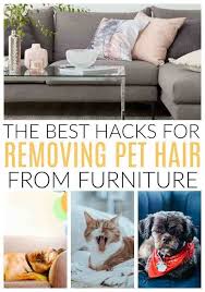Best Hacks For Removing Dog And Cat Hair Pet Hair Removal Dog Cat Cat Behavior