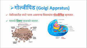 The plant cell is the functional unit of life. à¤ª à¤¶ à¤°à¤šà¤¨ à¤µ à¤¸ à¤• à¤· à¤®à¤œ à¤µ Structure Of Cells And Microorganisms Class 8 Science Marathi Youtube