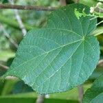 Image result for Dombeya acutangula