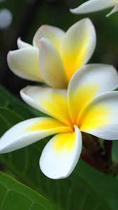 Plumeria Flower The Sole Mention Of Hawaii Probably Makes You Think About Fragrant And Beautiful Plumeria Flower Estacao Das Flores Jasmim Manga Floriculturas