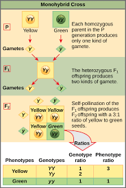 A comparison of the human and mouse genomes is also instructive. Biology 2e Genetics Mendel S Experiments And Heredity Characteristics And Traits Opened Cuny