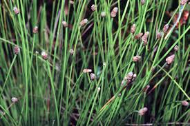 Image result for Eleocharis marginulata
