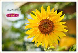 Orchid that looks like a tiger. 15 Most Beautiful Types Of Sunflowers Ftd Com