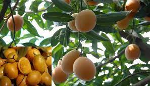 Satu pohon dapat menghasilkan ratusan buah. Panduan Lengkap Cara Menanam Budidaya Pohon Buah Gandaria Agar Cepat Berbuah Bagi Pemula Faunadanflora Com