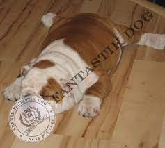 Bulldogs Lv The Swimming Puppy Syndrome