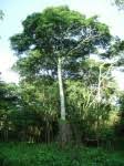 Image result for Cryptosepalum maraviense