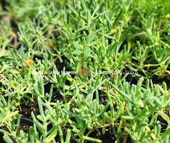 Image result for Delosperma spp.