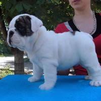 Eli is a sweet boy he is about 5 yrs old and about 14 lbs. English Bulldog Puppies For Free Adoption Offer Eastern Ct 100 Bulldog Puppies English Bulldog Puppies English Bulldog