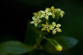 Image result for Osyridicarpos schimperianus