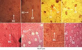 Image result for Zanha golungensis