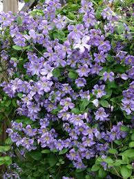 Check spelling or type a new query. Clematis Prince Charles Clematis Viticella Prince Charles Baumschule Horstmann
