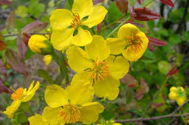 Image result for Ochna